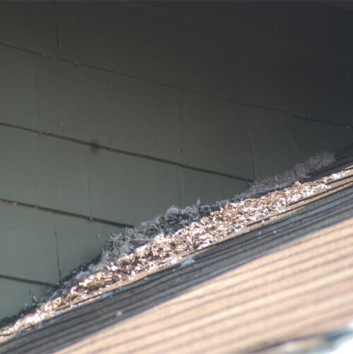 Bat Guano on the Roof